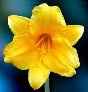 Yellow Lilly photo