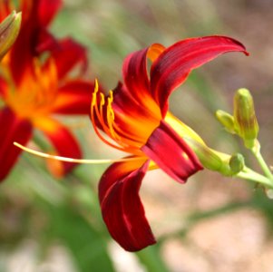 Red and Yellow Lillies photo
