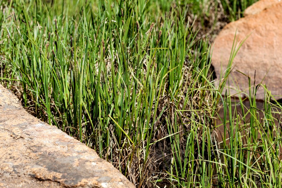 Carex aquatilis