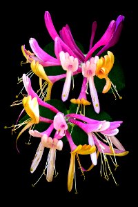 Honeysuckle