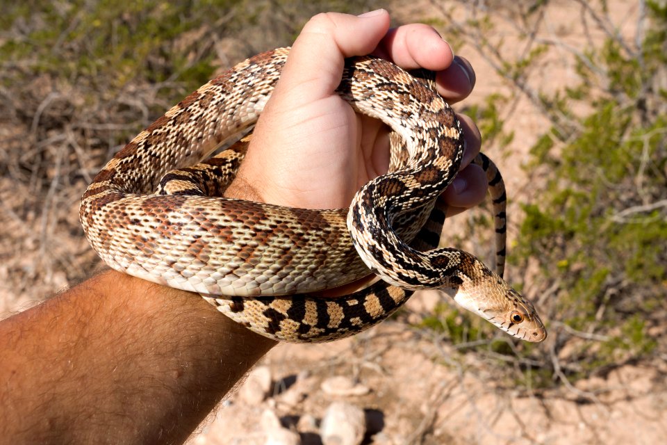 Pituophis catenifer affinis