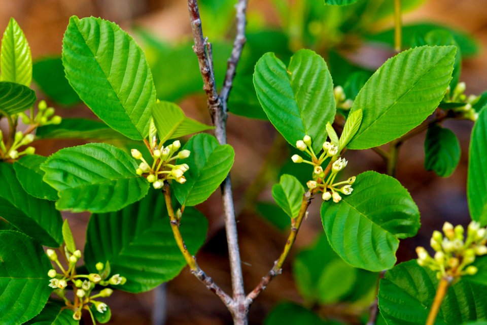 Rhamnus betulifolia