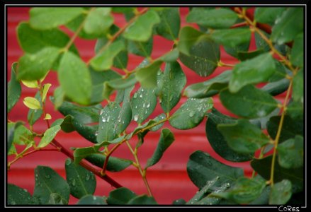 Gotas de lluvia photo