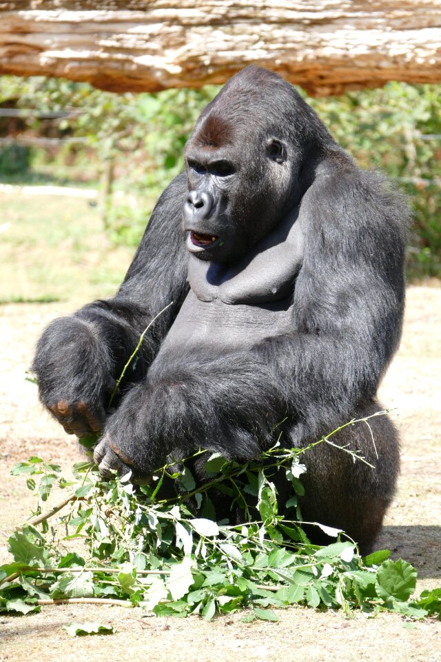 Gorilla ape monkey