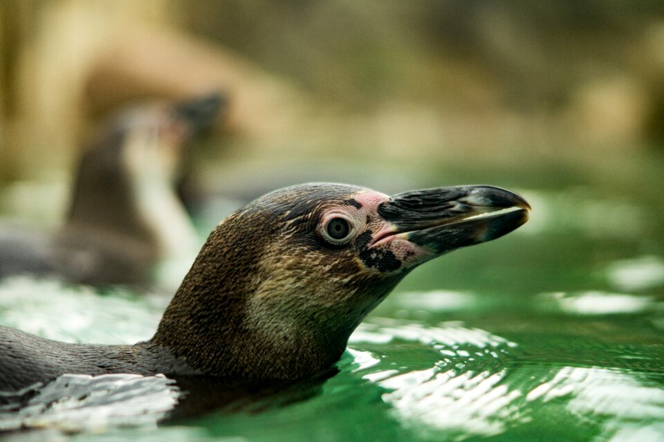 Water bird animals water