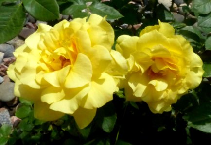 Yellow Roses photo