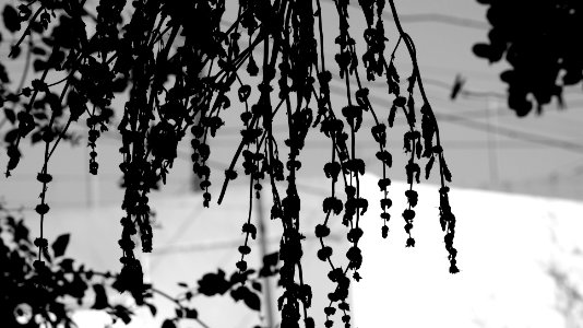 Jardines colgantes de Babilonia