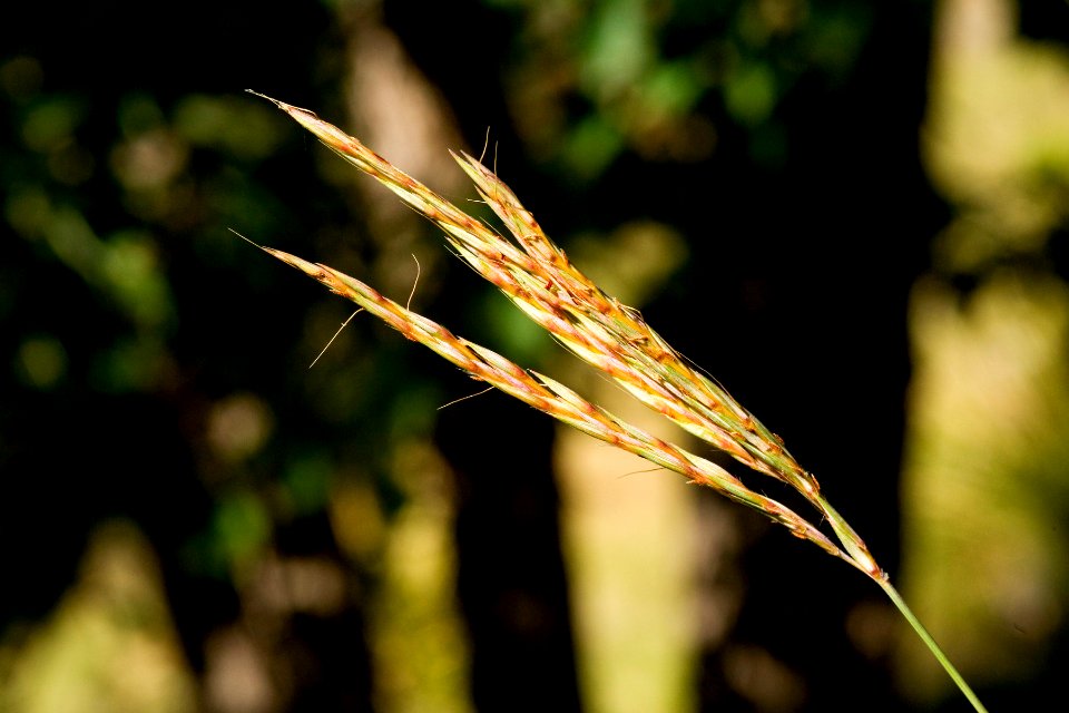 Andropogon gerardii