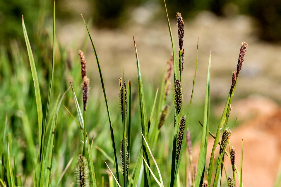 Carex aquatilis