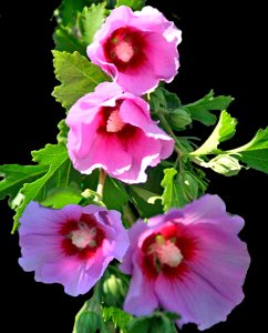 Hollyhocks photo