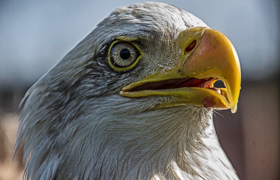 Bird of prey eagle bird