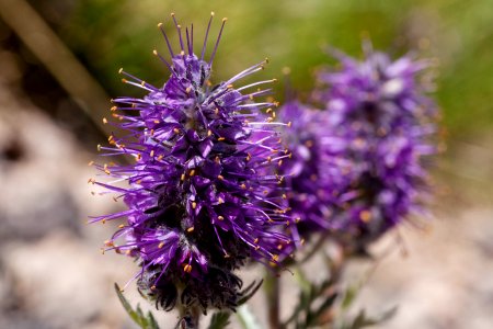 Phacelia sericea photo