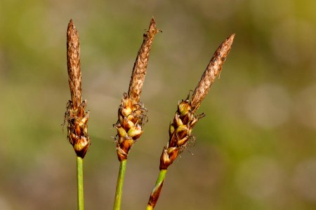 <i>Carex oreocharis</i>