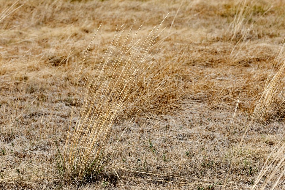 Elymus trachycaulus subsp. trachycaulus