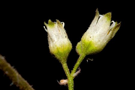 Heuchera