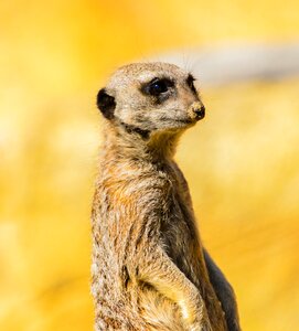 Nature cute mammal
