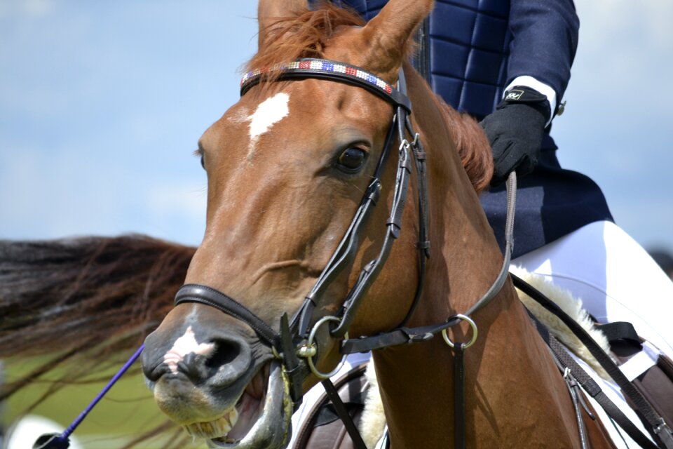 Equestrian motion gallop