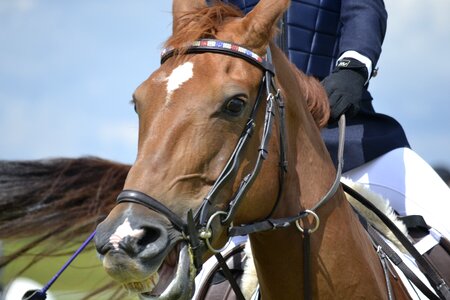 Equestrian motion gallop photo