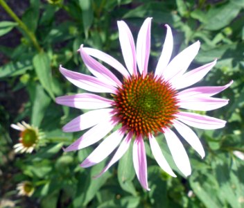 Coneflower