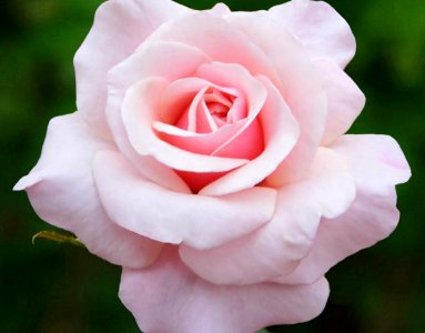 Pink Rose photo