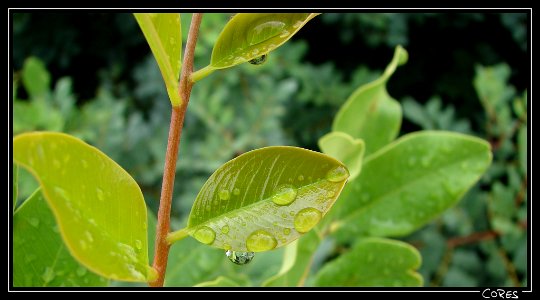 Gotas de lluvia photo