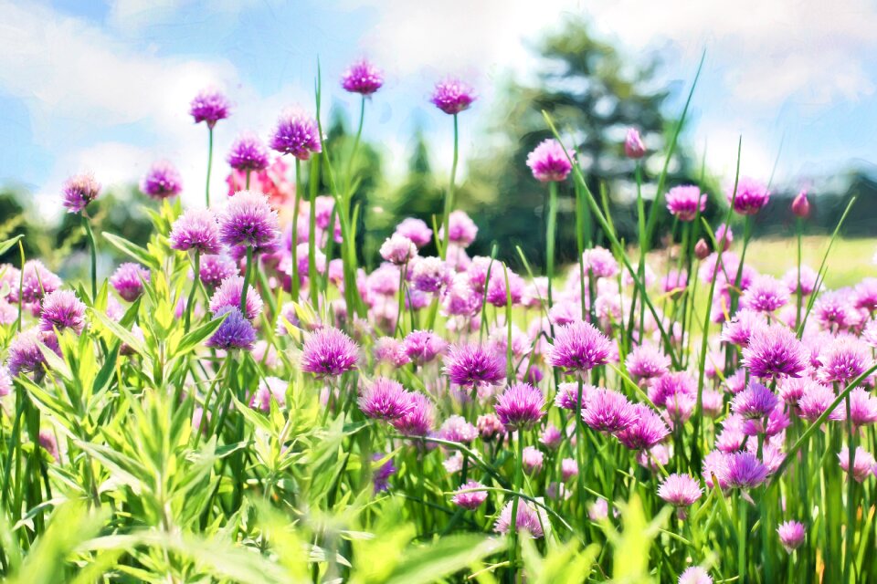 Flowers herb garden