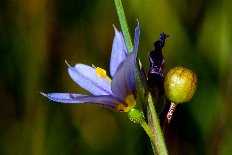 Sisyrinchium montanum