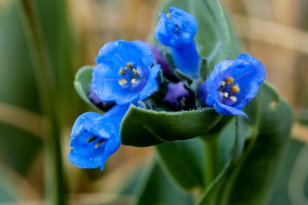 Mertensia ovata var. caelestina