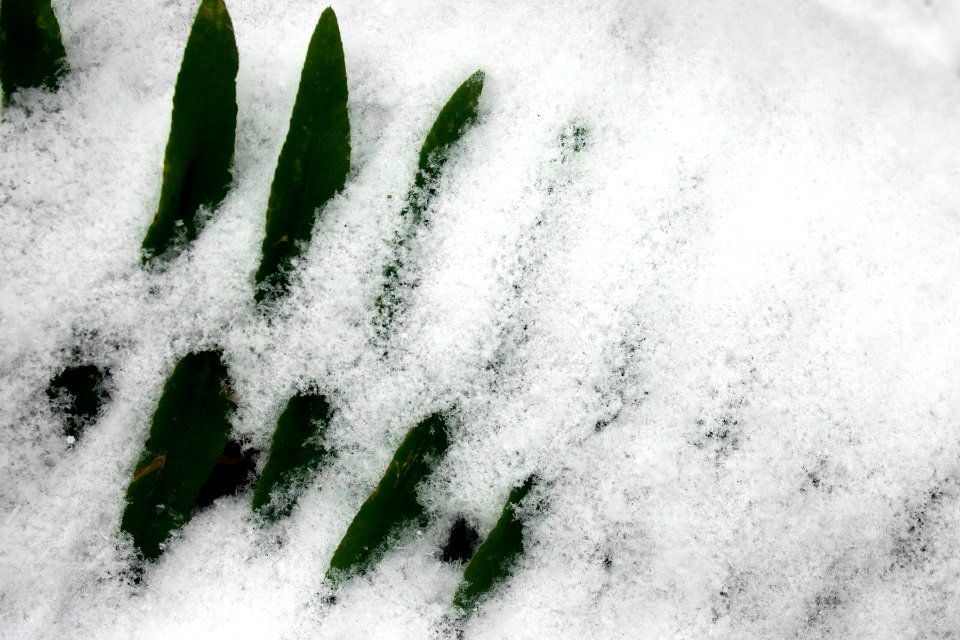 Polystichum acrostichoides