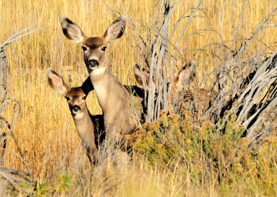 Wildlife nature ears
