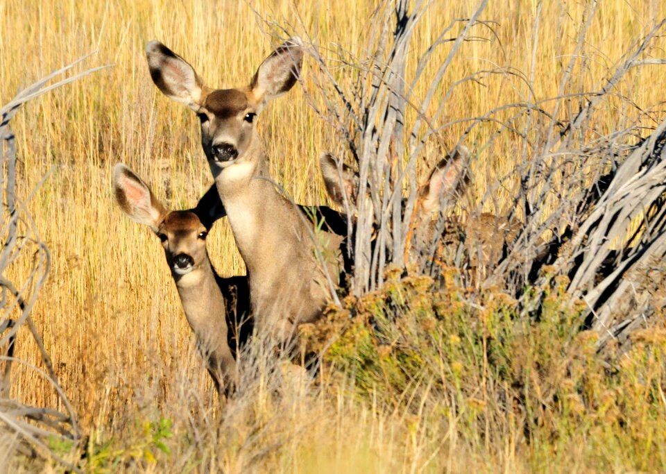 Wildlife nature ears photo