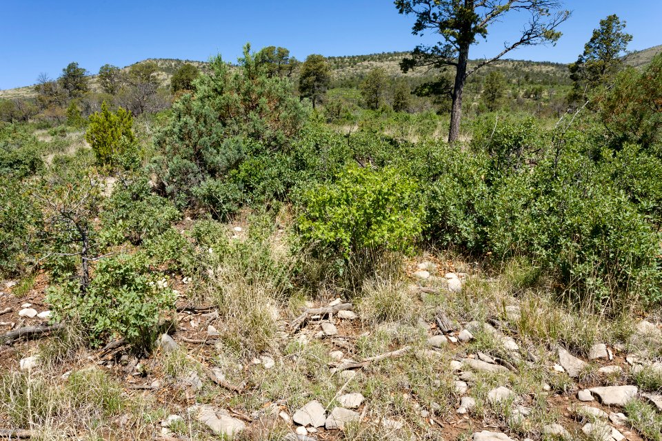 Near Carr Canyon