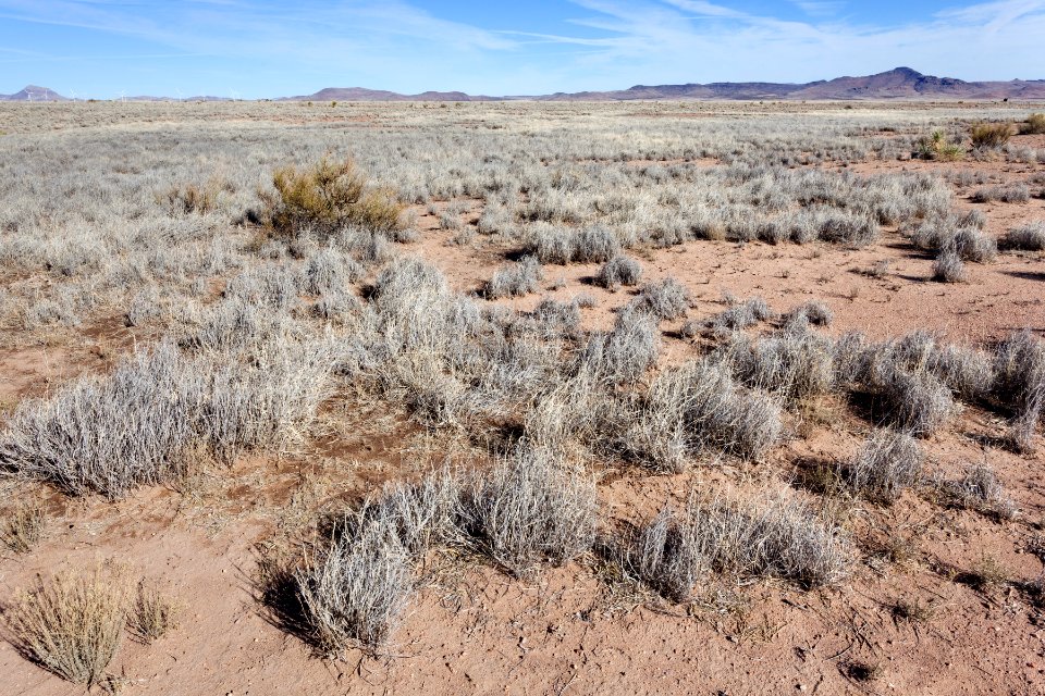 Near Mule Springs Creek