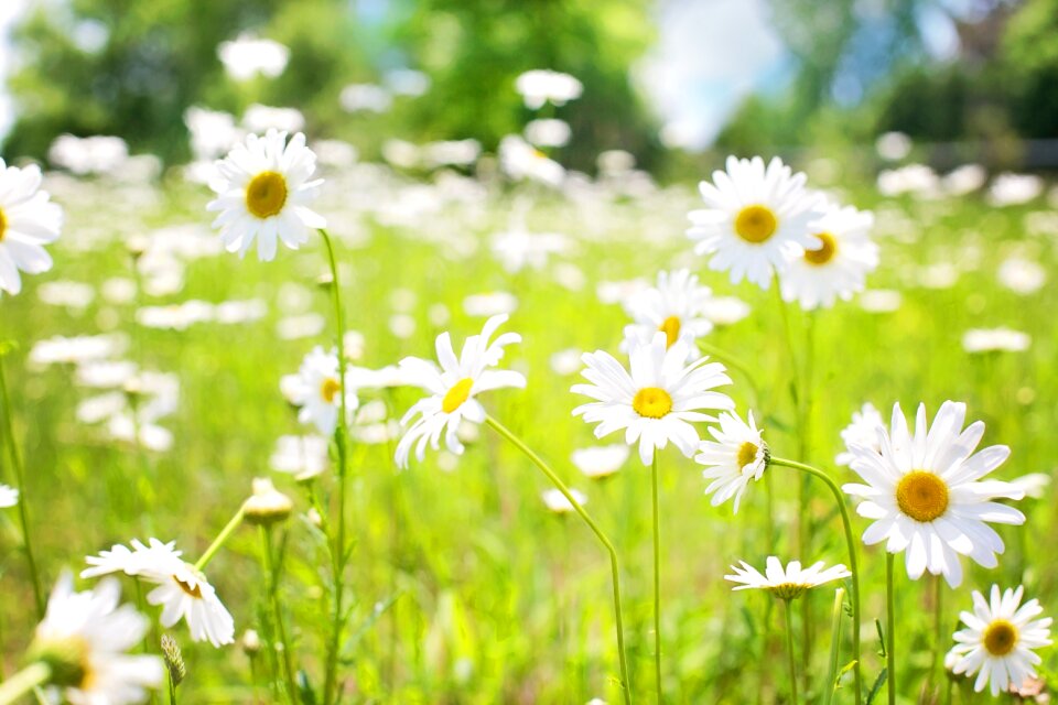 Summer flowers blossom