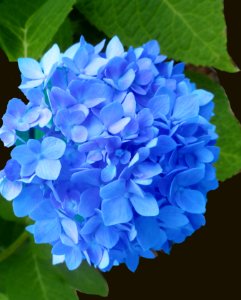 Blue Hydrangea photo