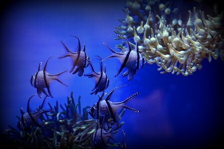 Aquarium blue fish blue fishing photo