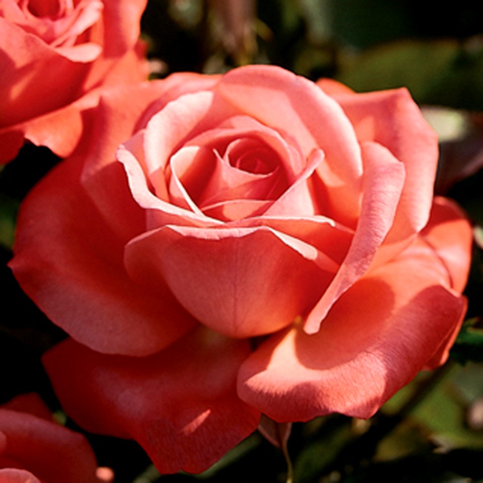 Peach Roses