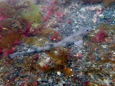 Dogfish