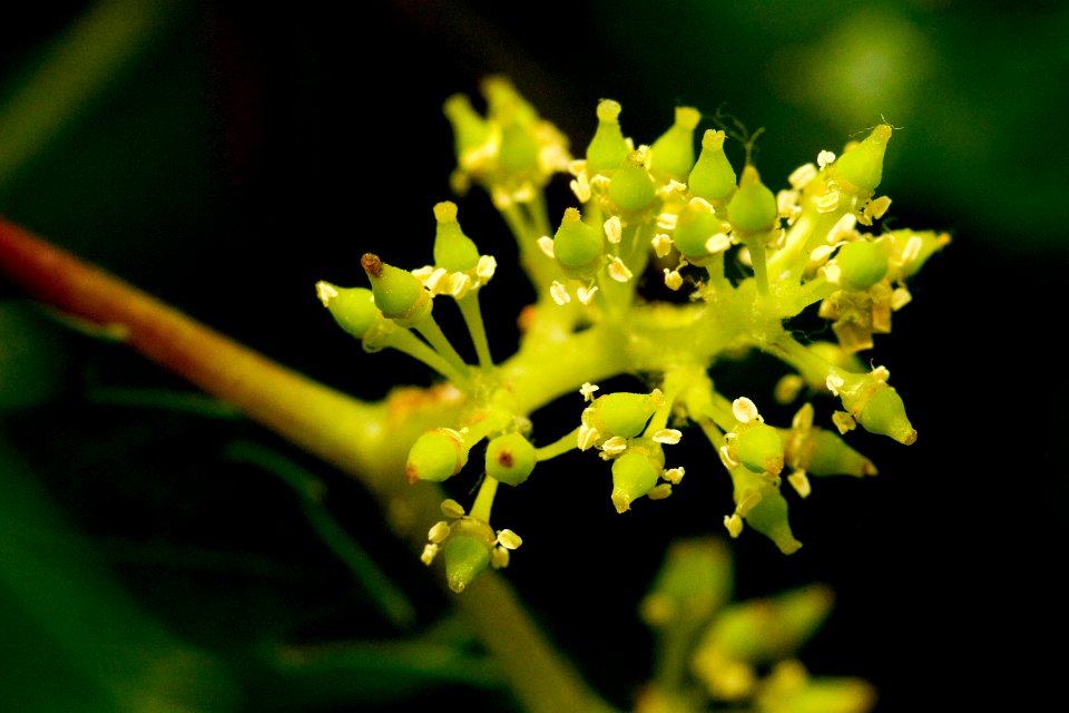 Vitis arizonica