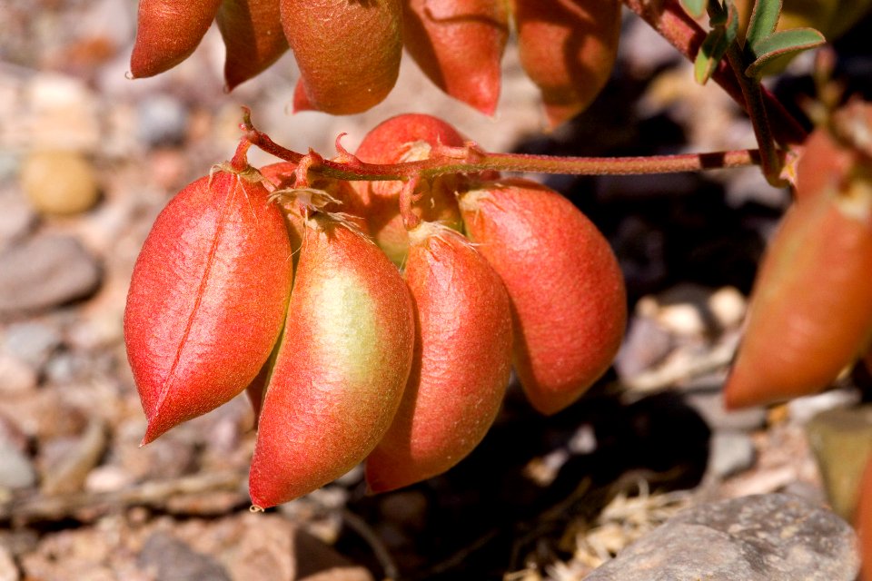 Astragalus allochrous
