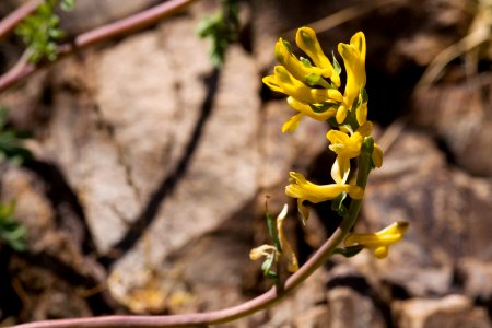Corydalis aurea