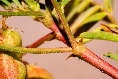 Astragalus allochrous