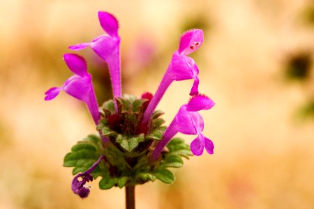 Lamium amplexicaule