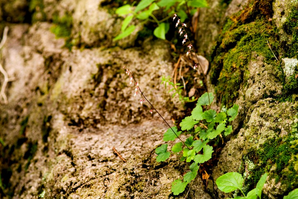 Heuchera rubescens