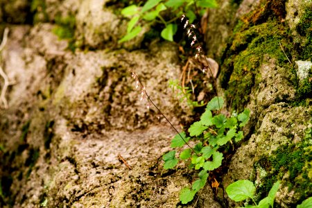 Heuchera rubescens