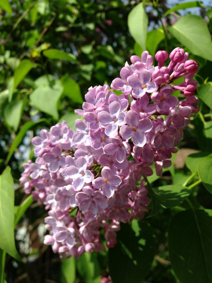Blossom bloom flower