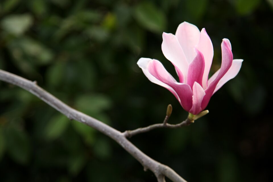Flower sea of flowers spring