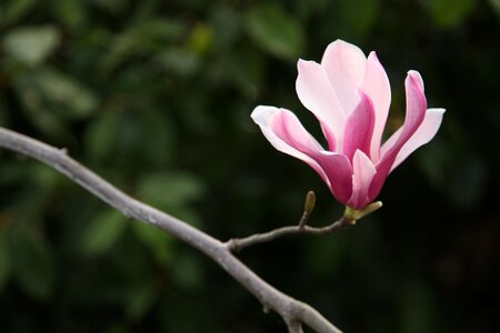 Flower sea of flowers spring photo