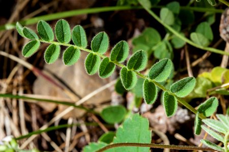 Astragalus alpinus