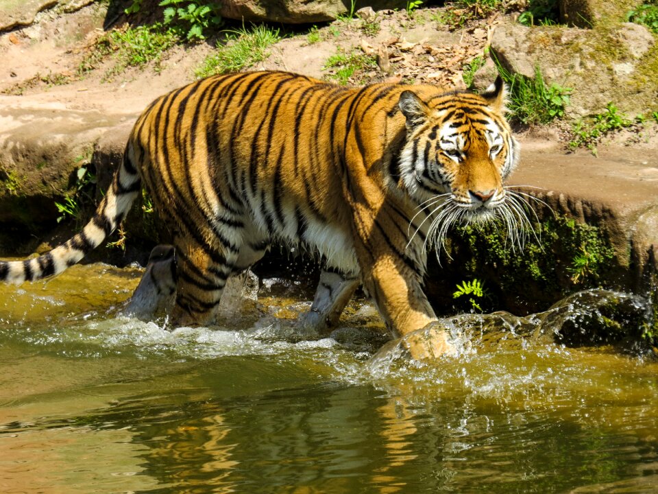 Zoo dangerous water